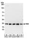RAN, Member RAS Oncogene Family antibody, A304-297A, Bethyl Labs, Western Blot image 