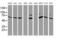 F-Box Protein 21 antibody, MA5-25800, Invitrogen Antibodies, Western Blot image 