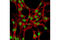 Interacts With SUPT6H, CTD Assembly Factor 1 antibody, 5681S, Cell Signaling Technology, Immunofluorescence image 