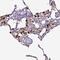 Kdap antibody, NBP2-34213, Novus Biologicals, Immunohistochemistry frozen image 