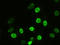 Alpha-actinin-1 antibody, TA500072, Origene, Immunofluorescence image 