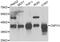 Protein canopy homolog 3 antibody, abx006907, Abbexa, Western Blot image 