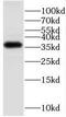 G Protein Subunit Beta 3 antibody, FNab03541, FineTest, Western Blot image 