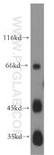 JAM-2 antibody, 12972-1-AP, Proteintech Group, Western Blot image 