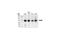 STAT3 antibody, 9139T, Cell Signaling Technology, Western Blot image 