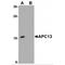 Anaphase Promoting Complex Subunit 13 antibody, MBS150808, MyBioSource, Western Blot image 