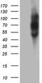 Phospholipase A2 Group III antibody, TA811652, Origene, Western Blot image 