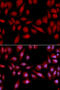Proteasome Subunit Alpha 2 antibody, 18-673, ProSci, Immunofluorescence image 