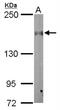 Cytoplasmic Linker Associated Protein 1 antibody, NBP2-15910, Novus Biologicals, Western Blot image 