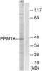 Protein Phosphatase, Mg2+/Mn2+ Dependent 1K antibody, LS-C120264, Lifespan Biosciences, Western Blot image 