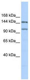 PR/SET Domain 9 antibody, TA339515, Origene, Western Blot image 