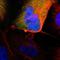 Macrophage Migration Inhibitory Factor antibody, HPA003868, Atlas Antibodies, Immunofluorescence image 