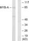 MYB Proto-Oncogene Like 1 antibody, abx013378, Abbexa, Western Blot image 