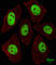 Lin-28 Homolog A antibody, abx026148, Abbexa, Western Blot image 