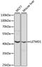 LETM1 domain-containing protein 1 antibody, MBS127535, MyBioSource, Western Blot image 
