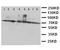 X-Ray Repair Cross Complementing 6 antibody, LS-C312797, Lifespan Biosciences, Western Blot image 
