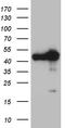 WD Repeat Domain 77 antibody, TA809682S, Origene, Western Blot image 