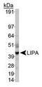 Lipase A, Lysosomal Acid Type antibody, TA309730, Origene, Western Blot image 
