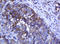 Armadillo Repeat Containing 1 antibody, LS-C174301, Lifespan Biosciences, Immunohistochemistry paraffin image 