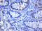 SBP1 antibody, LS-C173920, Lifespan Biosciences, Immunohistochemistry frozen image 