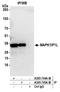 Mitogen-Activated Protein Kinase 1 Interacting Protein 1 Like antibody, A305-744A-M, Bethyl Labs, Immunoprecipitation image 