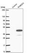 Rhomboid domain-containing protein 3 antibody, NBP1-92331, Novus Biologicals, Western Blot image 