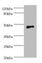 SMAD Family Member 3 antibody, A54649-100, Epigentek, Western Blot image 