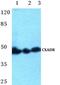 CXADR Ig-Like Cell Adhesion Molecule antibody, A02747, Boster Biological Technology, Western Blot image 