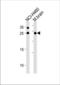 RAB3C, Member RAS Oncogene Family antibody, TA325108, Origene, Western Blot image 