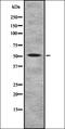 Neuregulin 3 antibody, orb337067, Biorbyt, Western Blot image 