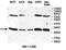 S-formylglutathione hydrolase antibody, orb78309, Biorbyt, Western Blot image 