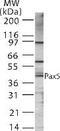 Paired box protein Pax-5 antibody, PA1-41562, Invitrogen Antibodies, Western Blot image 
