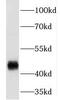 Egl-9 Family Hypoxia Inducible Factor 1 antibody, FNab06376, FineTest, Western Blot image 