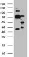Homeobox protein Nkx-2.1 antibody, CF808371, Origene, Western Blot image 