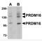PR domain zinc finger protein 16 antibody, MBS150905, MyBioSource, Western Blot image 