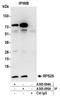 Ribosomal Protein S28 antibody, A305-094A, Bethyl Labs, Immunoprecipitation image 
