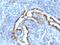 Keratin 8 antibody, MBS438005, MyBioSource, Immunohistochemistry frozen image 