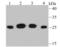 Proteasome Subunit Alpha 1 antibody, NBP2-75633, Novus Biologicals, Western Blot image 