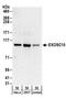 RRP6 antibody, A303-989A, Bethyl Labs, Western Blot image 