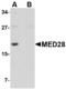 Mediator of RNA polymerase II transcription subunit 28 antibody, LS-B4987, Lifespan Biosciences, Western Blot image 