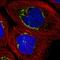 Golgi Reassembly Stacking Protein 2 antibody, HPA035274, Atlas Antibodies, Immunocytochemistry image 
