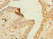 Zinc Finger Protein 670 antibody, A61986-100, Epigentek, Immunohistochemistry paraffin image 