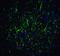 Ribosomal Protein SA antibody, A01691, Boster Biological Technology, Immunofluorescence image 