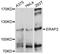 Endoplasmic reticulum aminopeptidase 2 antibody, STJ111527, St John