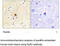 Ryanodine Receptor 2 antibody, MBS001259, MyBioSource, Immunohistochemistry frozen image 