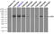 EDL antibody, TA501019, Origene, Immunoprecipitation image 