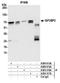 Imp2 antibody, A500-013A, Bethyl Labs, Immunoprecipitation image 