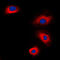 Vasodilator Stimulated Phosphoprotein antibody, LS-C352981, Lifespan Biosciences, Immunofluorescence image 