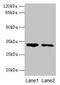 Src-like-adapter antibody, CSB-PA613387LA01HU, Cusabio, Western Blot image 