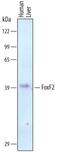 Forkhead box protein F2 antibody, AF6988, R&D Systems, Western Blot image 